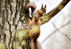 Sciurus vulgaris