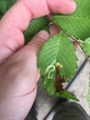 Agromyza aristata