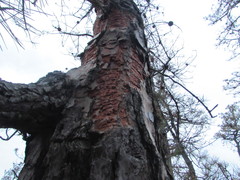 Dendroctonus frontalis