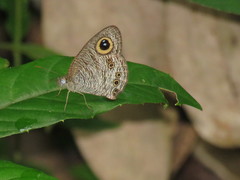 Ypthima baldus newboldi