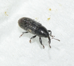 Mecinus pyraster