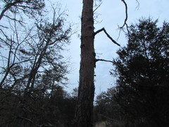 Dendroctonus frontalis