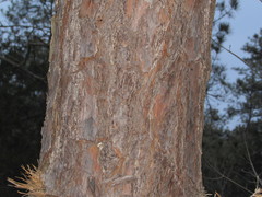Dendroctonus frontalis