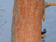 Dendroctonus frontalis