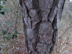 Dendroctonus frontalis
