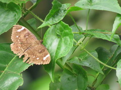 Erebus hieroglyphica