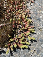 Sedum acre