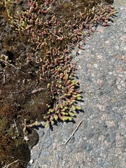 Sedum acre