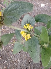 Phlomis viscosa