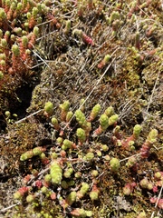 Sedum acre