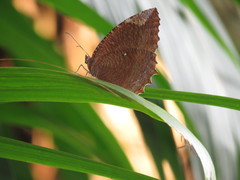Elymnias hypermnestra beatrice