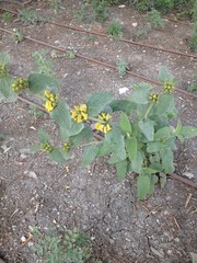 Phlomis viscosa