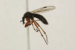 Bibio xanthopus