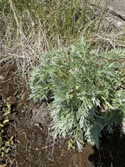 Artemisia absinthium