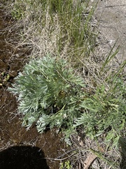 Artemisia absinthium