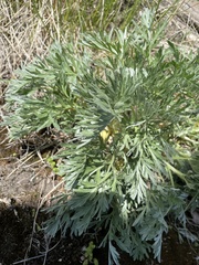 Artemisia absinthium