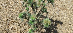Cryptantha pterocarya pterocarya