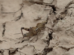 Prionosthenus syriacus