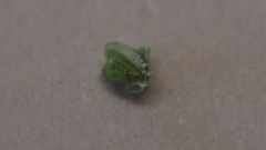 Cryptantha pterocarya pterocarya