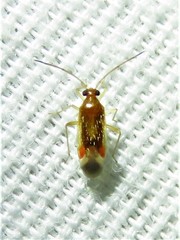 Ceratocapsus apicalis