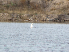 Cygnus melancoryphus