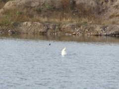 Cygnus melancoryphus