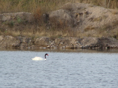 Cygnus melancoryphus