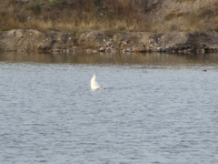 Cygnus melancoryphus