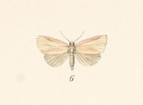 Golden Pink (Timora galatheae) · iNaturalist