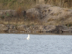 Cygnus melancoryphus