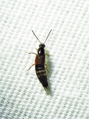 Philonthus rufulus