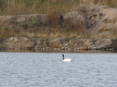 Cygnus melancoryphus