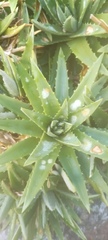 Aloe brevifolia