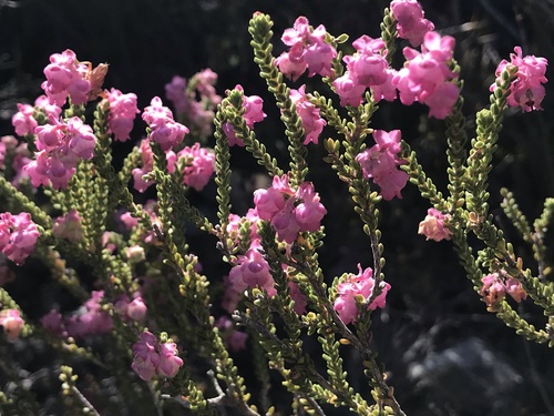 Image of Frill Heath (Erica fimbriata) by (c) Ren Hoekstra, some rights reserved (CC BY)