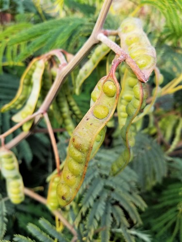 Paraserianthes lophantha