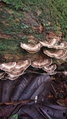 Trametes menziesii