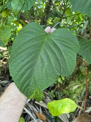Clerodendrum paniculatum