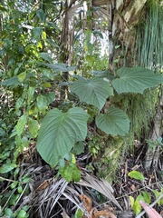 Clerodendrum paniculatum
