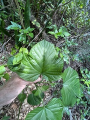 Clerodendrum paniculatum