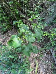 Clerodendrum paniculatum