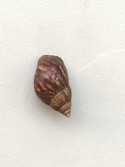 Lissachatina fulica