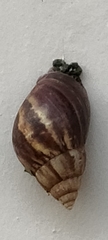 Lissachatina fulica