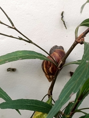 Lissachatina fulica
