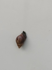 Lissachatina fulica