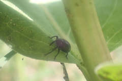 Chalcodermus aeneus