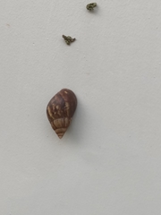 Lissachatina fulica