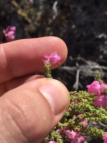 Image of Erica fimbriata by (c) Ren Hoekstra, some rights reserved (CC BY)