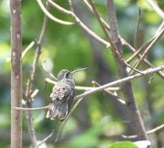 Phaeoptila sordida