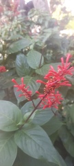 Odontonema tubaeforme