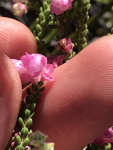 Image of Frill Heath (Erica fimbriata) by (c) Ren Hoekstra, some rights reserved (CC BY)